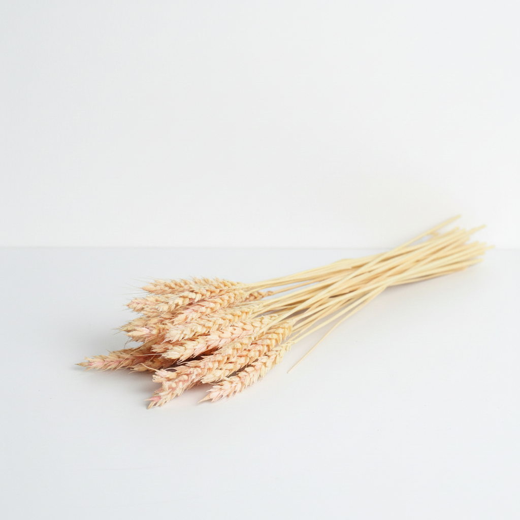 Sušená Pšenice smetanovo/růžová – jemná přírodní dekorace do kytic, věnců a aranžmá